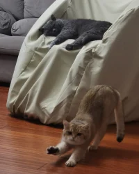 小可愛們要午睡了，午安。?配圖