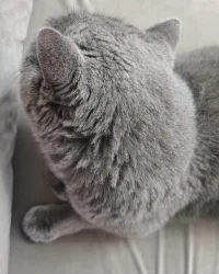 小貓陪你。?配圖
