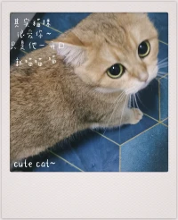 這個(gè)世界不能沒有小貓，早安。?配圖