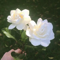 心中存有梔子花，三千梨花怎入心。?配圖