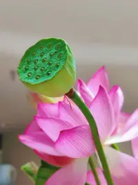 其實不會有什么大徹大悟，無非步步錯步步悟罷了，每一次的錯都是對的伏筆。?