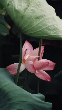 天气越热，荷花开的越娇艳。