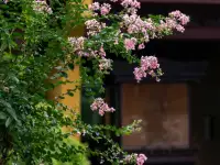❤原生家庭的思考价值在于 liberation（解放）而非 confinement（禁锢）。
❤理解过去是为了更清醒地选择未来——正如存在主义治疗所主张的：认识到环境的限制后，我们依然保有选择如何面对的自由。
❤针对原生家庭的问题，我们可以归因，不要怪罪。比如：“承认父母当年缺乏养育技巧，而不等同于他们故意要毁掉我的人生。”
❤此外，还应聚焦当下动能性。因为毕竟你既是家庭历史的产物，也是自己未来的建筑师。配图