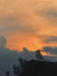 希望我的倾听能穿透屏幕，让你的成长始于一次勇敢的私信。你是不是心里藏着一段挣扎的故事——而我能提供的，可能就是你正在寻找的那根稻草。早安❤配图