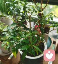 本以為這個花兒救不活了，修剪一番，養了幾個月，居然今天開出來小花兒了。真好。?配圖