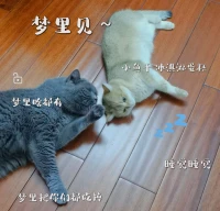 两小只总是很治愈，看着它们总有种岁月静好的感觉。❤