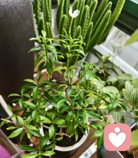 在人屋檐下，谁人不低头，除非你自己就是屋檐。好争气的小花，开了一朵又一朵。早安。❤️