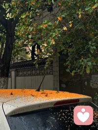 一路桂花飄香，最美最舒服的季節(jié)來(lái)了。多出去走走，多接觸大自然是最簡(jiǎn)單、最好的療愈方法。配圖