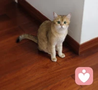 带两只猪咪洗了个澡。毛孩子又香喷喷啦。世界破破烂烂，小猫缝缝补补。❤️配图