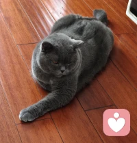 带两只猪咪洗了个澡。毛孩子又香喷喷啦。世界破破烂烂，小猫缝缝补补。❤️配图