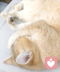 听着叮叮咚咚的雨声，是小猫咪的好眠日。周末愉快哦。❤️