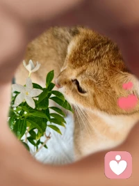 ❤️不配得感是一种深层的心理状态，表现为难以接受赞美、害怕成功、自我价值感低下，甚至会在接近目标时自我怀疑。这种感受可能源于：
· 童年经历：父母过高的期望或经常被拿来与他人比较
· 创伤事件：如被重要的人抛弃、公开受辱或重大失败
· 社会压力：处于高压环境或经常被负面评价
· 完美主义：设立不切实际的标准，导致永远感到不够好。
