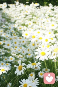 ❤️最近很流行一句话:淡淡的,做个淡人。
淡淡的,让人第一时间想到的是,人淡如菊,淡然处之等。其实,淡是一种心态,是让我们学会看淡一切,对身边的人、事、物等都不要抱有过高的期待,顺其自然,随遇而安,淡淡的,就刚好。❤️配图