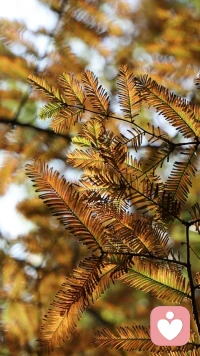 ??我有權犯錯。
我有權失敗。
我有權難過。
我有權不向別人解釋和剖析自己。
我有權對無端的指責和說教翻個白眼。
我有權善待自己的身心，不苛求自己。
我有權不與別人做比較。??配圖