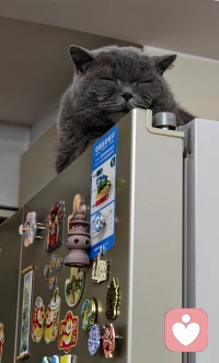 ??心理學家把完美主義分為適應性與非適應性兩種。
??“正常的”完美主義，也就是適應性完美主義者，會設置高成就標準，努力追求成功，也可以容忍在達成標準中的失敗。
??而非適應性完美主義者，則往往是在追求避免犯錯，而不是追求完美。他們時常強烈害怕失敗，也無法從成就中獲得滿足，一旦無法得到他人的贊美和接納，就會產生強烈的自我挫敗感。配圖