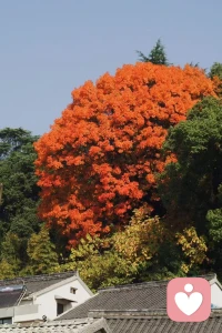 ??如果你覺得悲慘，那么沒有什么事是不悲慘的，即便是一個平常不過的下雨天，你都會覺得下雨天讓你心情糟糕透了。
??而你是知足常樂的，大多數時候，你都有快樂的情緒，即便是下雨，你也能看見下雨的美好之處。
??所以，人的心態是很重要的。當你的心態對了，一切都順了。配圖