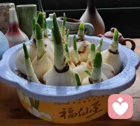 ??水仙開花之前的確很像一盆大蒜，所以你得耐住性子等花開好嘛？