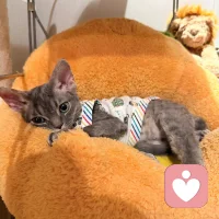 ??其實，當你學會敷衍，你會發現活的更自在。
??而學會敷衍，不是逃避現實，而是在噪音中篩選信號，在干擾中穩住內核。
??學會敷衍，不是讓你變冷漠，而是你終于開始區分：什么值得認真，什么不配消耗你。