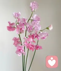 ❤️静坐常思己过，不辜负每一份信任，不亏待每一份热情，感恩，加油呀。❤️配图