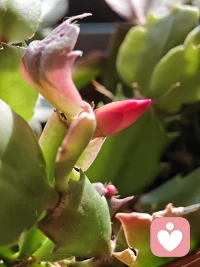 又救活了一盆花，耶！小朋友从班级植物角拿回来的时候奄奄一息，老师本来说打算扔掉了，娃说拿回家让妈妈救救看吧，现在不但救活了，还开花了，超有成就感。❤️配图