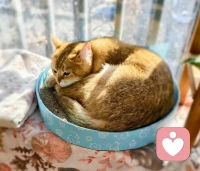 小猫咪的松弛感～晒晒太阳，舔舔毛，周末愉快呀。❤️😜配图