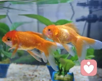 ❤️你现在碰到的每个困境，基本都是针对你性格的弱点而量身完制的，所以命运反复出题，直到你给出新的答案，直到你跨过去。 ​​​
❤️其实就是这样的，人只有经历困境，有所成长，有所开窍，才是命运对你好的安排。加油✊配图