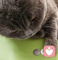 你们家的小猫咪也这么爱钱嘛哈哈！谁抢就打谁！配图