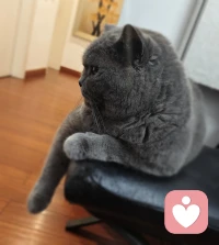 小猫咪的松弛感，早安。❤️配图