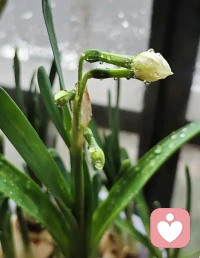 有点耐心，花自然会开。❤️配图