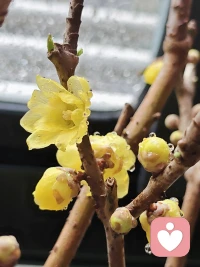 有点耐心，花自然会开。❤️配图