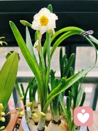 一夜之间的惊喜，好香呀！更惊喜的是，以为只能欣赏一次的文心兰，今年又有花苞了。感谢大自然的馈赠，感谢我的花花草草们。❤️配图