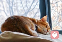 两只毛孩子呼呼大睡，任凭外面风吹雨打，好幸福呀。❤️配图