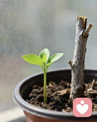 ❤️心理咨询不是培养依赖的“拐杖”，而是打造独立的“双腿”。
❤️ 不是提供一个永恒的“避难所”，而是帮助你重建自己的“家园”。
❤️最好的结局，是来访者带着从这段关系中获得的力量和智慧，充满信心地与咨询师告别，去经营自己真实的人生。
❤️所以，当咨询走向分离时，那并非关系的消逝，而是治疗目标圆满达成的标志——一个个体真正地成熟、独立和强大了。 这是咨询师和来访者共同追求的最高成就。配图