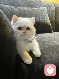 ❤️任何事情如果不是发自内心去做的，早晚都会爆发弊端，所以假装和忍耐是持久不了的，要多从内心的角度出发才能长久。❤️配图