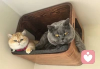 小猫咪就是要圆滚滚胖嘟嘟的才可爱。哈哈。❤️配图