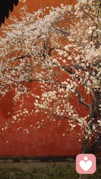 你好二月❤️钱王祠的白梅开了❤️配图