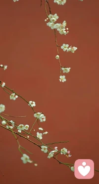 你好二月❤️钱王祠的白梅开了❤️配图