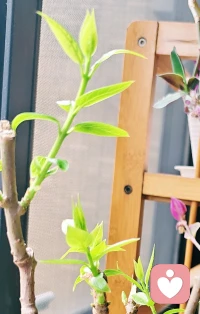 ☘️难怪腊梅新发了好多芽出来，看了眼日历，都快立春了。❤️配图