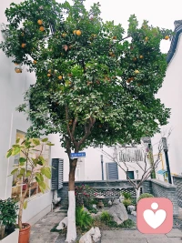 累了，就出来放空一下。在橘子树下等你。再吃一碗甜酒酿。散步就是短暂的旅行。❤️配图