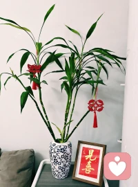 除旧岁，步新程。马年大展宏图，吉祥如意呀。❤️配图