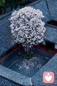 其实你的念头变了，认知提高了，开窍了，命运就会发生一些微妙的改变。命由心转。 ​ ​​​❤️