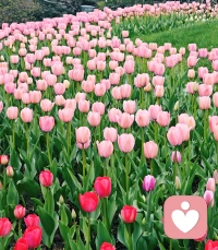 太子湾公园的郁金香🌷开了，向大自然吸取能量。❤️配图