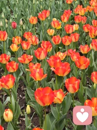 太子湾公园的郁金香🌷开了，向大自然吸取能量。❤️配图