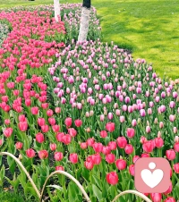 太子湾公园的郁金香🌷开了，向大自然吸取能量。❤️配图