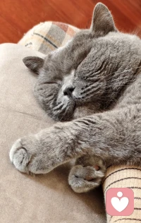 好困呀，睡不醒的春天。早安。❤️配图