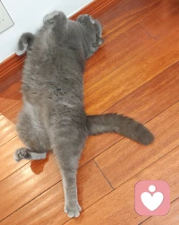 ❤️我觉得猫一点都不傲娇啊，反而是世界上最坦诚直球的生物，喜欢就贴贴，不喜欢就不让碰，开心就上蹿下跳，不开心就躲在角落不理人，愿意就咕噜咕噜，不愿意就哈气，想让人陪就翻肚皮，犯错了会目光躲闪，甚至犯傻了被发现会尴尬地假装舔手，一点不内耗，真好。❤️配图