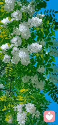 ❤️也许你身处黑暗之中
快记不清当初的梦
低下头两手空空
怅然若失般心痛
❤️世上每个人花期不同
你也会和美好相逢
张开双臂迎向风
那时你一定更好更勇更从容配图