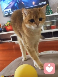 人和人不一样，猫和猫也不一样，活成你自己的样子就是最好的样子。❤️配图