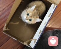 金窝银窝都没有纸箱香。晚上好。❤️配图