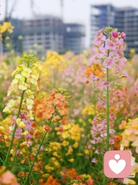 所有的坚持，都是孤独的，
优秀是孤独者的游戏。
早安~❤️配图